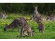 Lot 59, 59 Donnington Drive, D’aguilar QLD 4514
