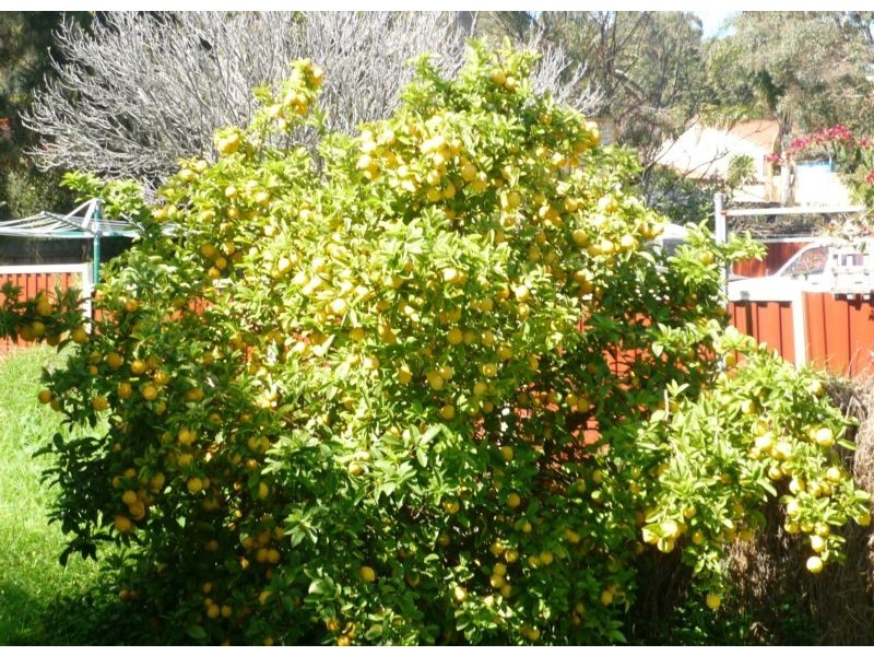 Mount Nasura WA 6112