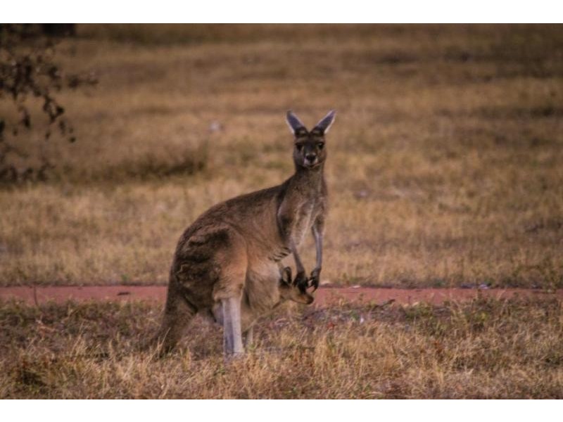 23 Hibbertia Court, Jarrahdale WA 6124