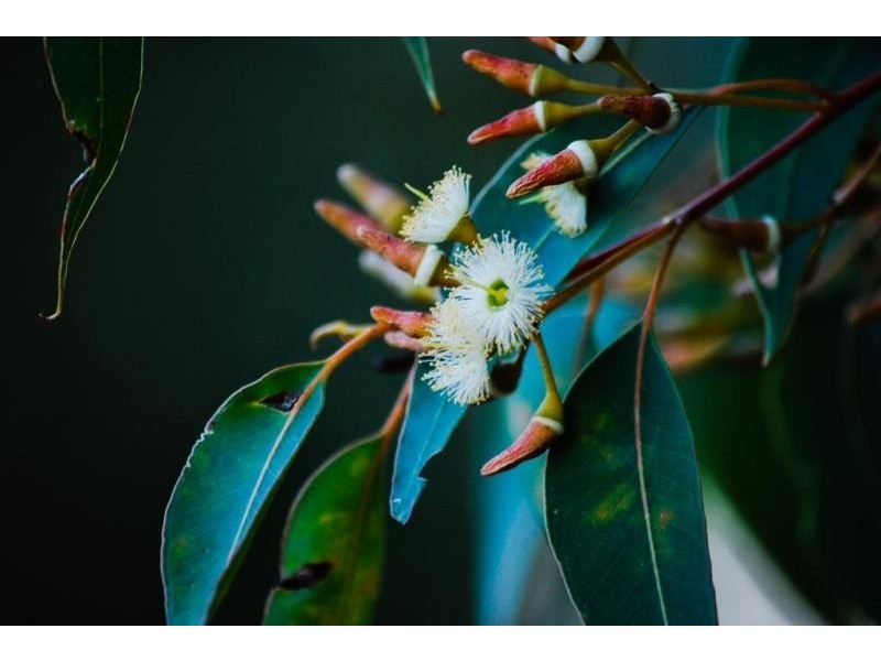 23 Hibbertia Court, Jarrahdale WA 6124