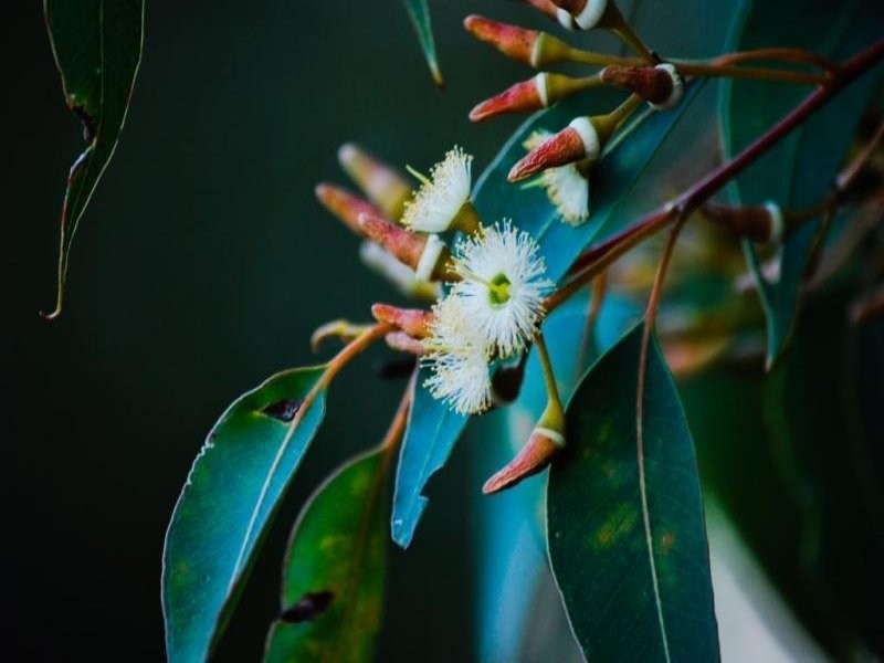 23 Hibbertia Court, Jarrahdale WA 6124