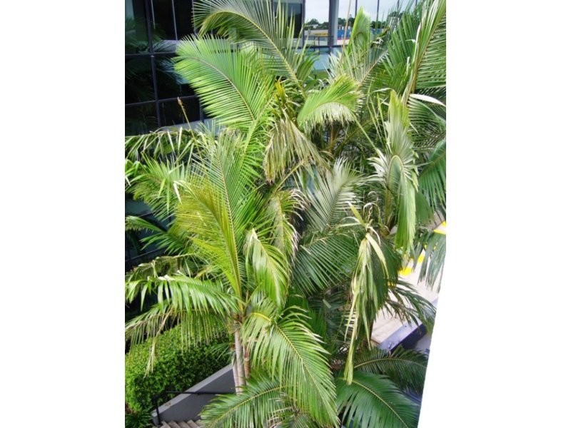 15 Carnaby Street, Maroochydore QLD 4558