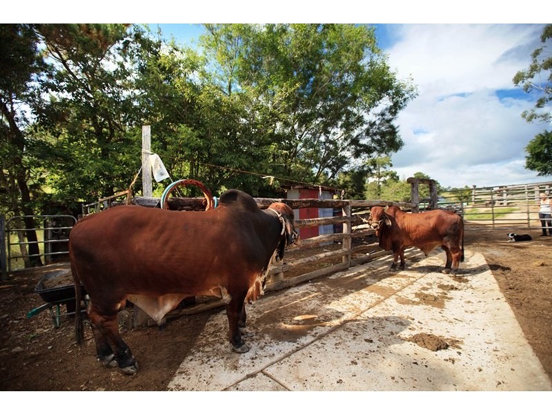 55 Happy Jack Creek Road, Ridgewood QLD 4563