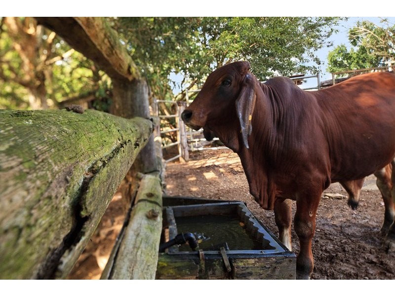 55 Happy Jack Creek Road, Ridgewood QLD 4563