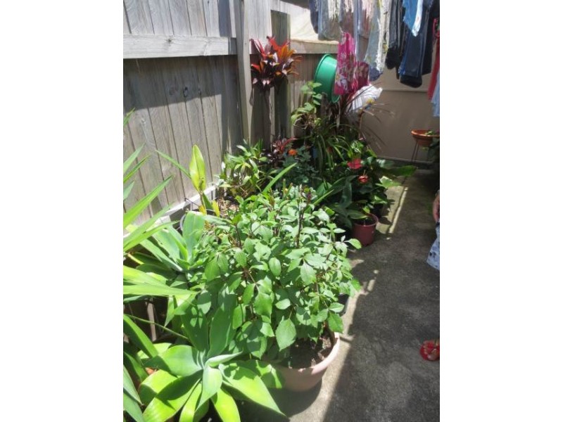 1/2 Rose Street, Maroochydore QLD 4558