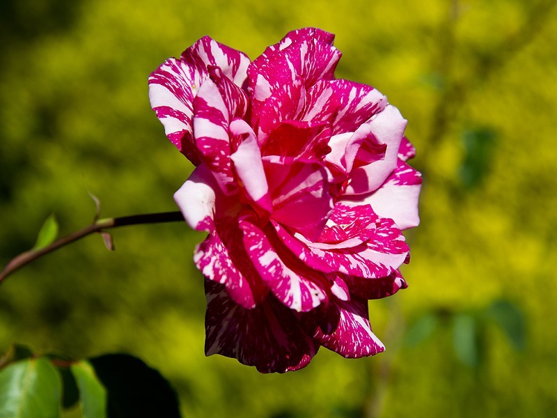 33 Treetop Circle, Canning Vale WA 6155