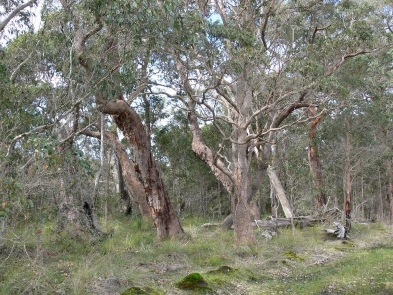 Lot 43,  Quenda Drive, Northcliffe WA 6262