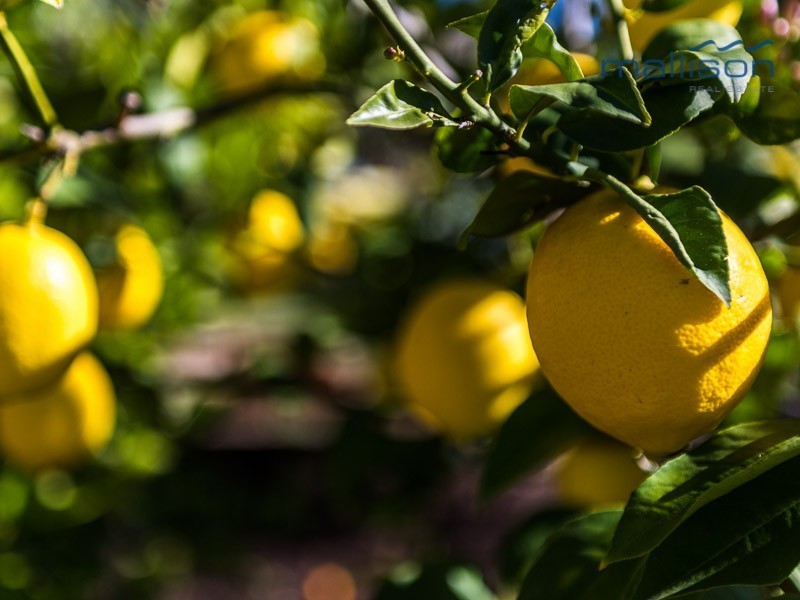 123 Cunningham Drive, Oakford WA 6121