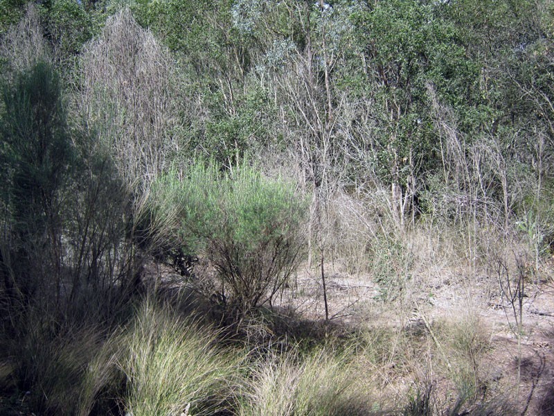 Lot 16 Norman Road, Tarong QLD 4615