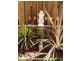 3 Springrise Place, Yarrabilba QLD 4207