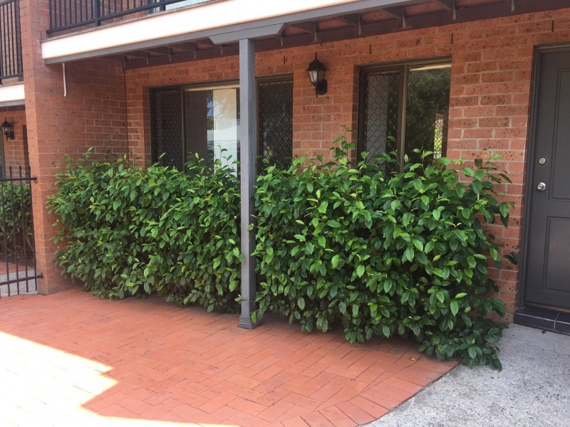 3/83 Medowie Road, Medowie NSW 2318