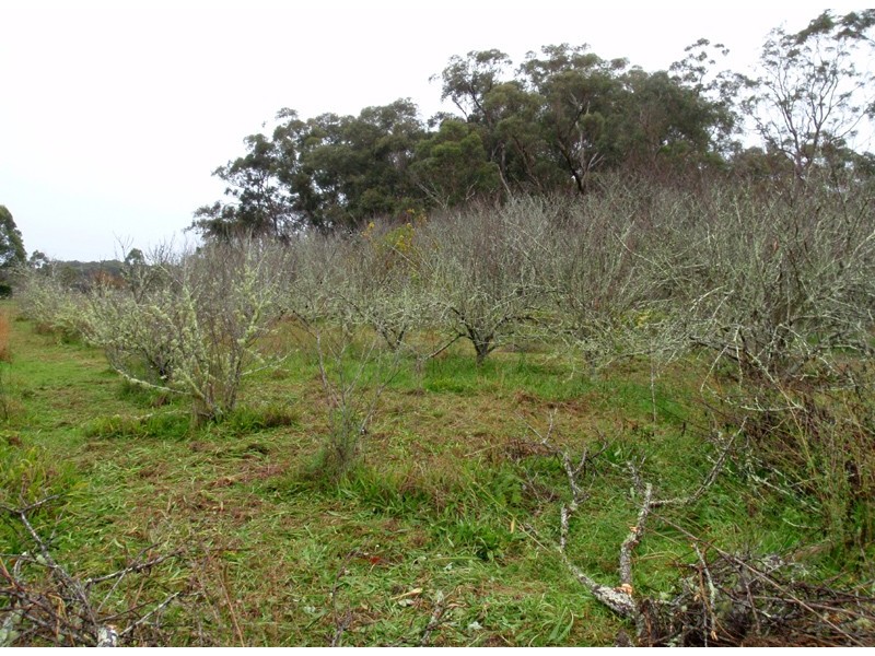 Medowie NSW 2318