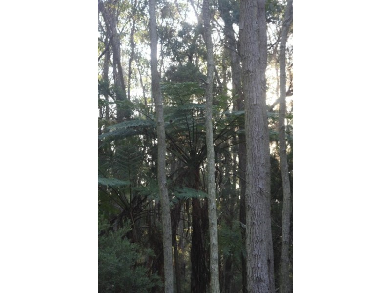 67A Abundance Rd, Medowie NSW 2318