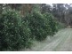 67A Abundance Rd, Medowie NSW 2318