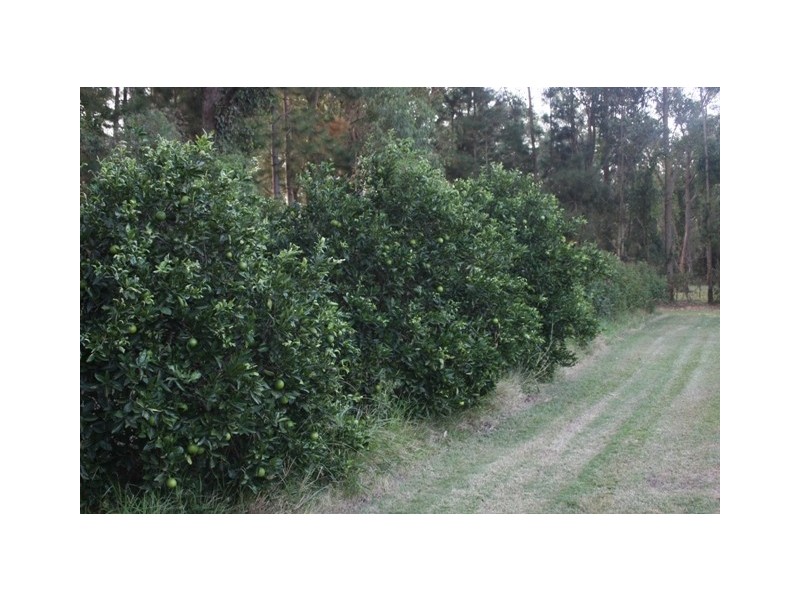 67A Abundance Rd, Medowie NSW 2318
