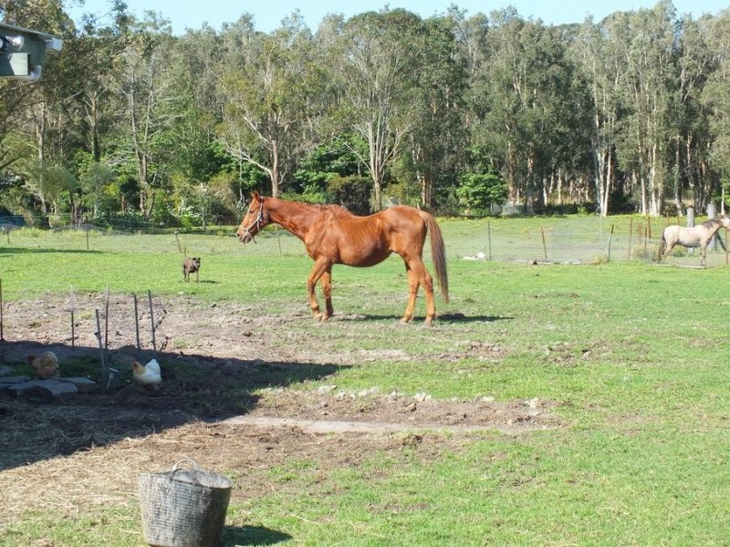 6 Fairlands Road, Medowie NSW 2318