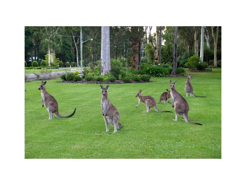 6 Mahogany Place, Medowie NSW 2318