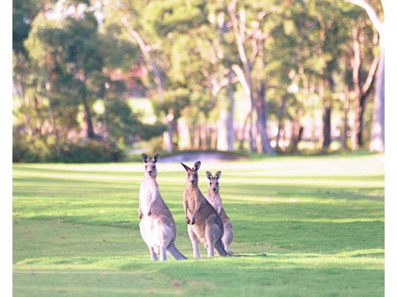 Lot 12 Portmarnock Close, Medowie NSW 2318