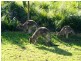 Medowie NSW 2318