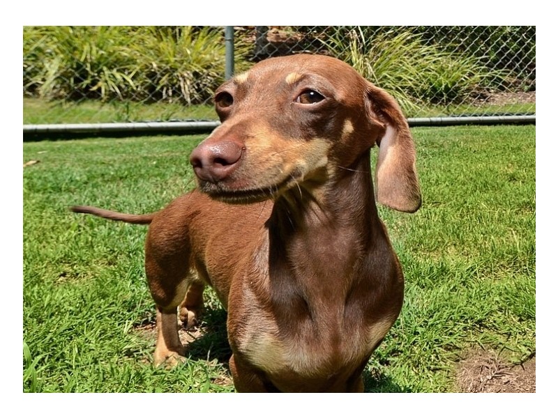 86 Woolleys Road, Glass House Mountains QLD 4518