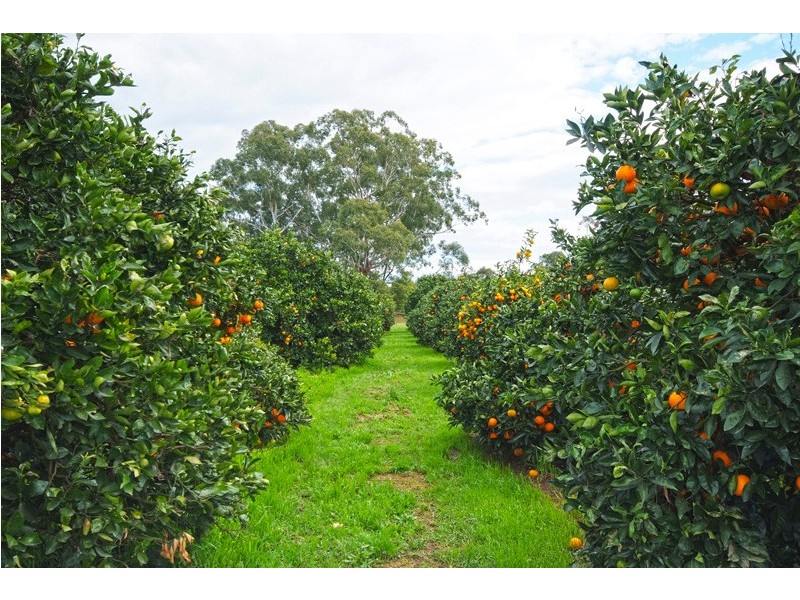 17 Fairlands Road, Medowie NSW 2318