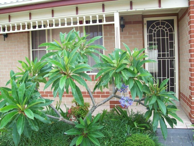 2/54 Tiral St, Charlestown NSW 2290