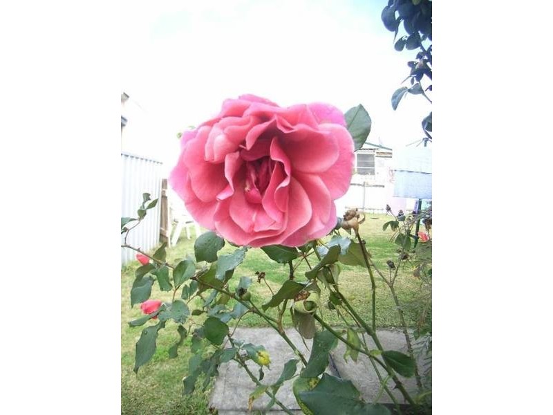 Tobruk, Shortland NSW 2307