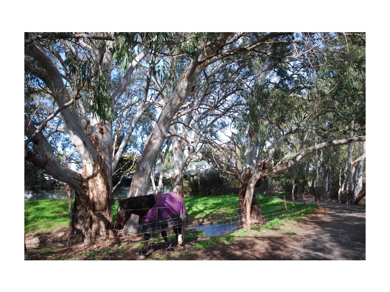 23 Palomino Parade, Wynn Vale SA 5127