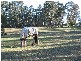 Elrington NSW 2325
