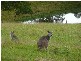 Brunkerville NSW 2323