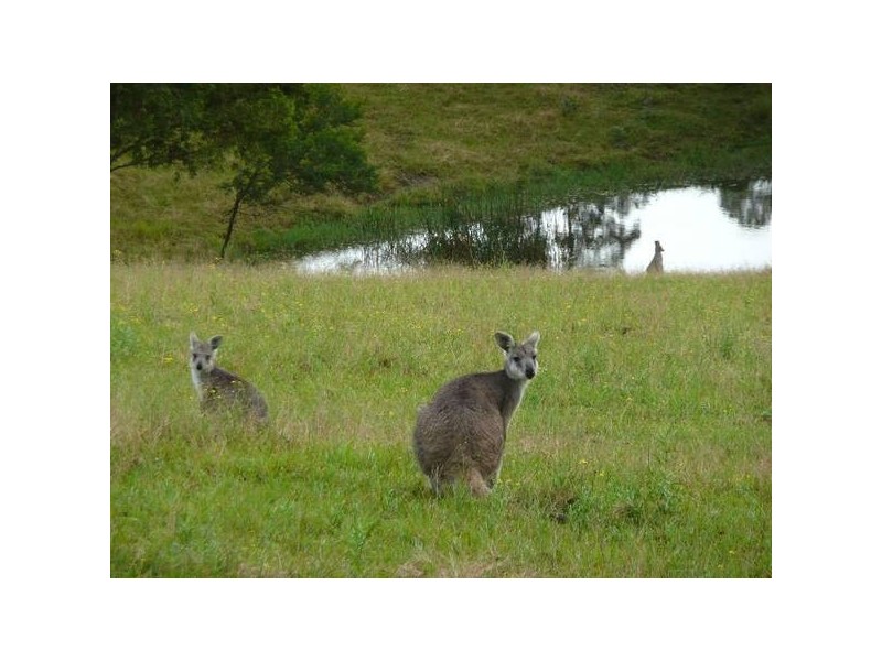 Brunkerville NSW 2323