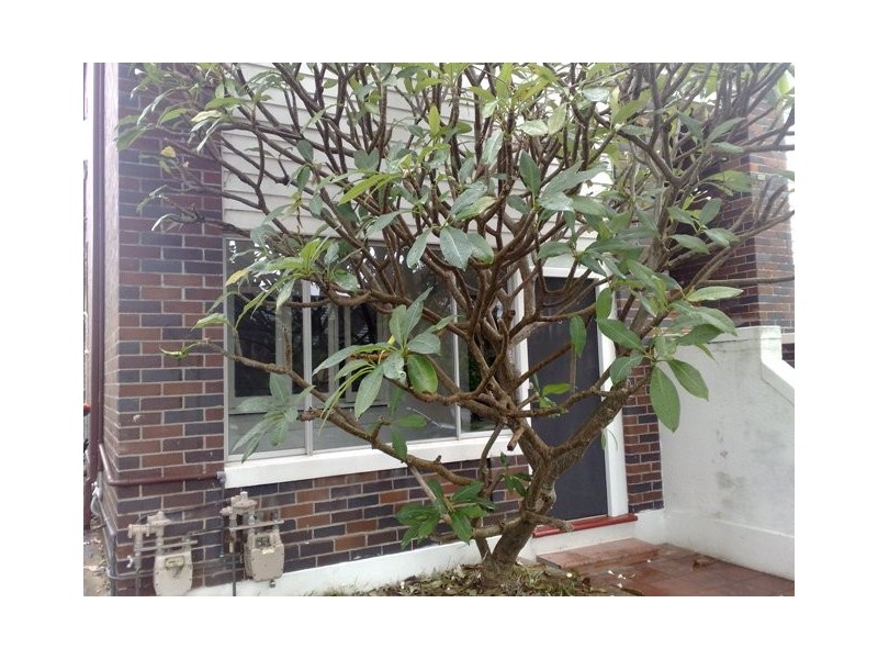 3/136 O’Donnell Street, North Bondi NSW 2026