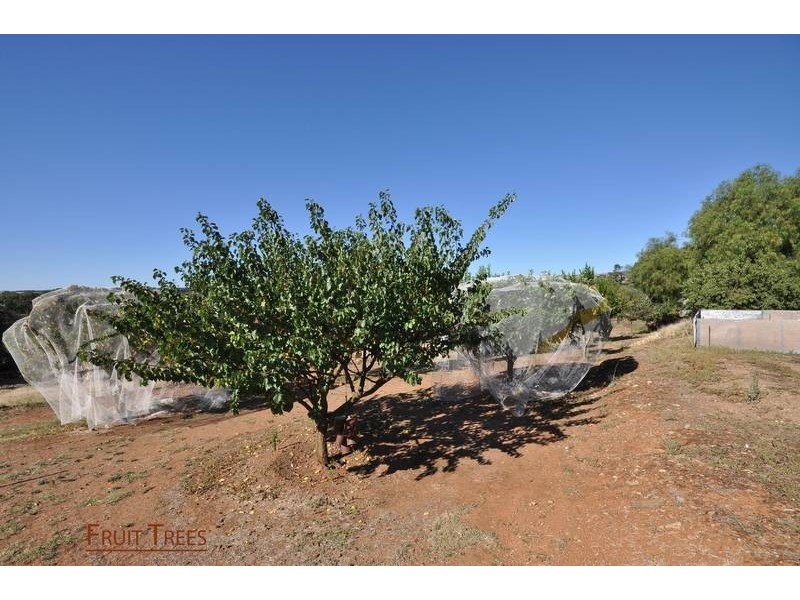 4 Johann Mattner Court, Lyndoch SA 5351