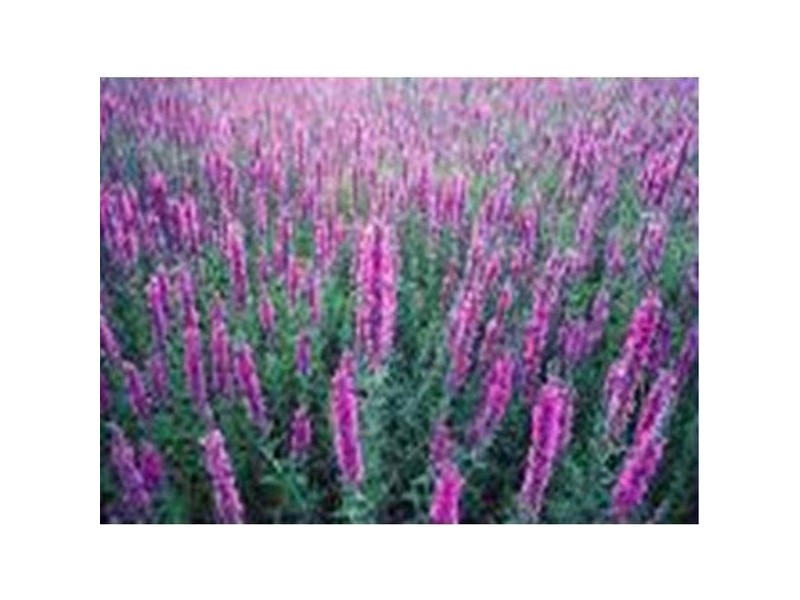 Lot 461 Railway Terrace, Evanston SA 5116