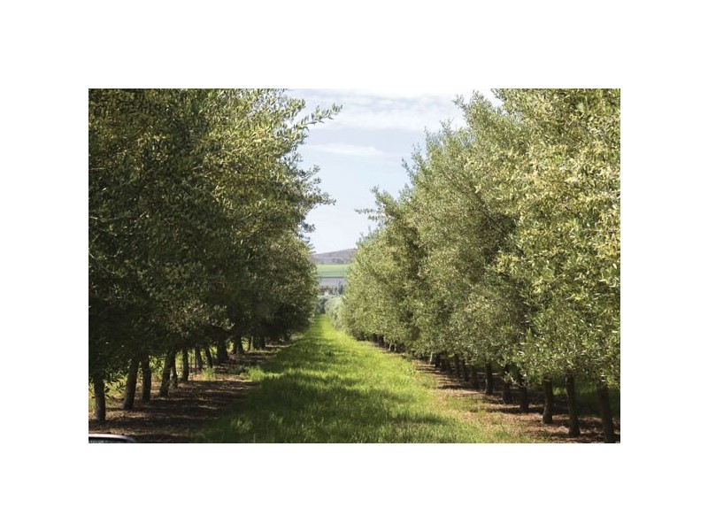 1440 Denman Road, Muswellbrook NSW 2333