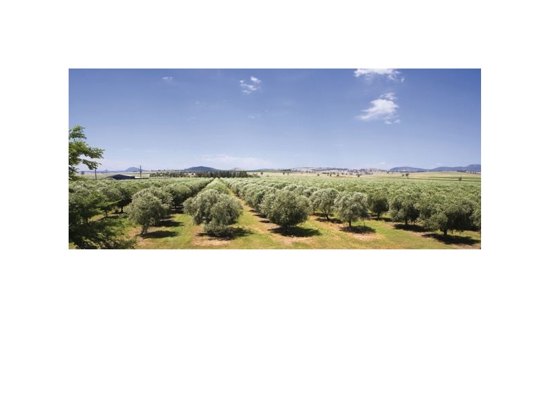 1440 Denman Road, Muswellbrook NSW 2333