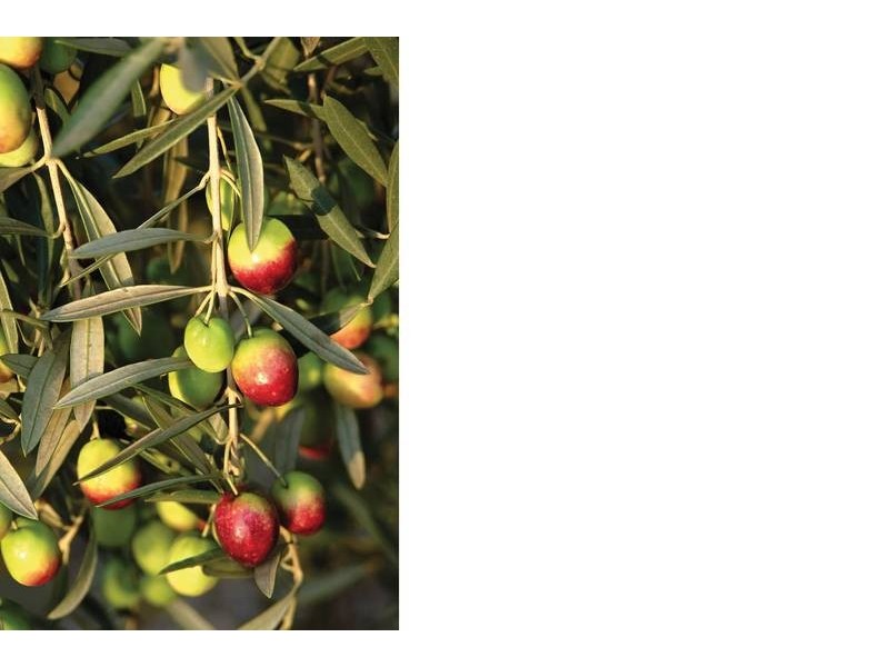 1440 Denman Road, Muswellbrook NSW 2333