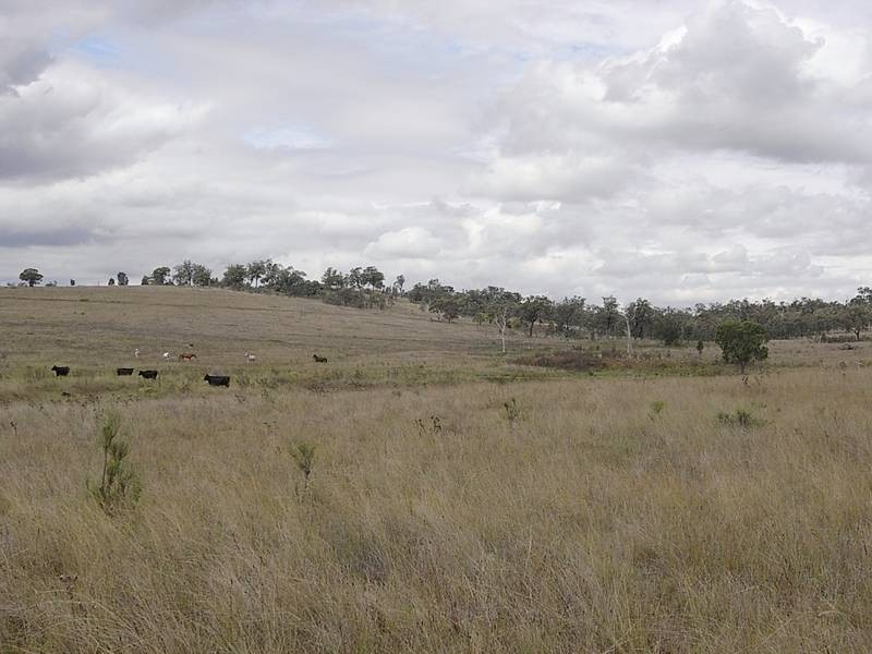 1431 Wybong Road, Muswellbrook NSW 2333