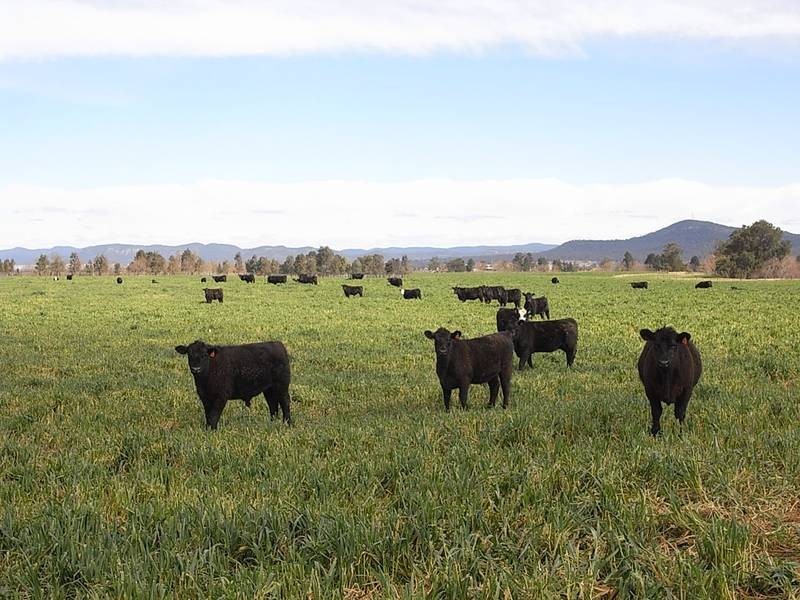 1828 Denman Road, Muswellbrook NSW 2333