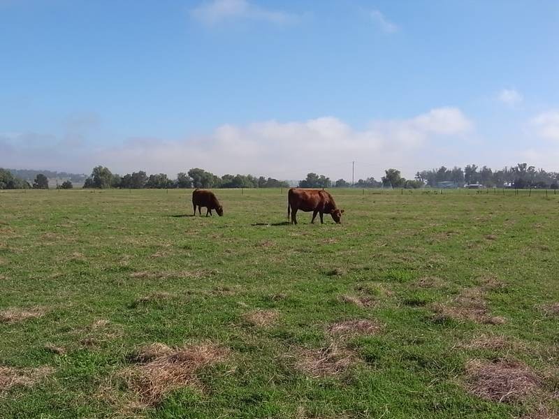 404 Blairmore Lane, Aberdeen NSW 2336