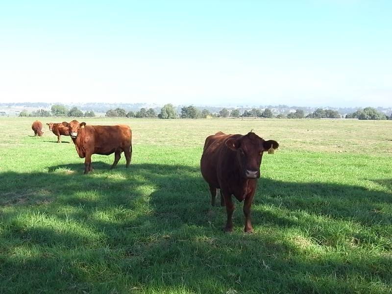 404 Blairmore Lane, Aberdeen NSW 2336