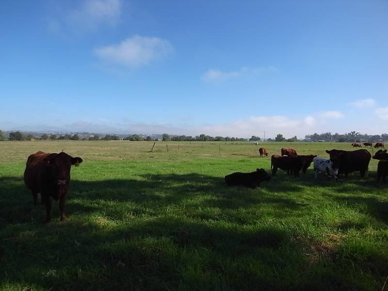 404 Blairmore Lane, Aberdeen NSW 2336