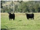 763 Muscle Creek Road, Muscle Creek NSW 2333