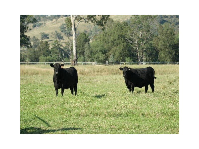 763 Muscle Creek Road, Muscle Creek NSW 2333