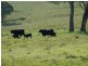 763 Muscle Creek Road, Muscle Creek NSW 2333