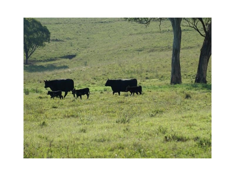 763 Muscle Creek Road, Muscle Creek NSW 2333