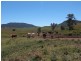 Sandy Creek Road, Mccullys Gap NSW 2333