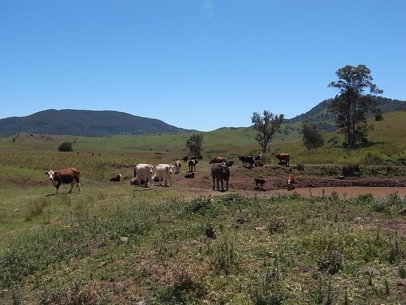 Sandy Creek Road, Mccullys Gap NSW 2333