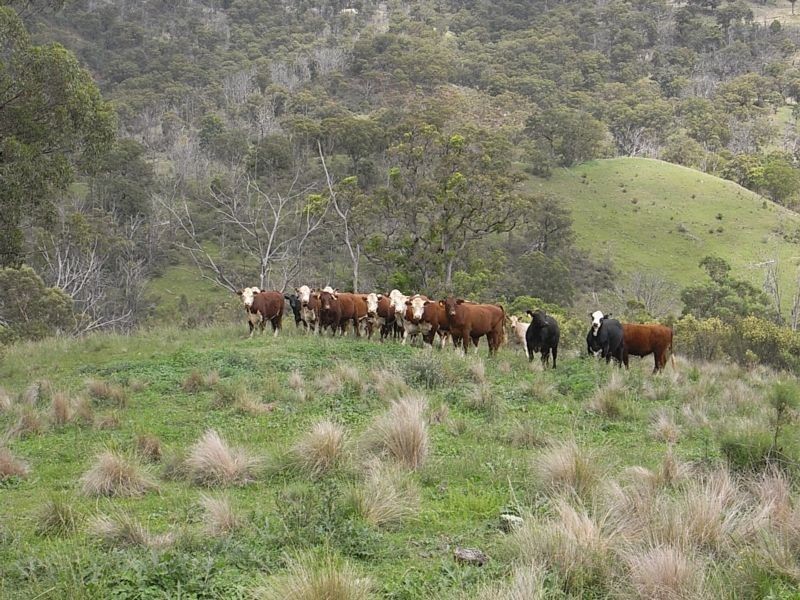 Wheelihans Creek, Timor Road, Timor NSW 2338