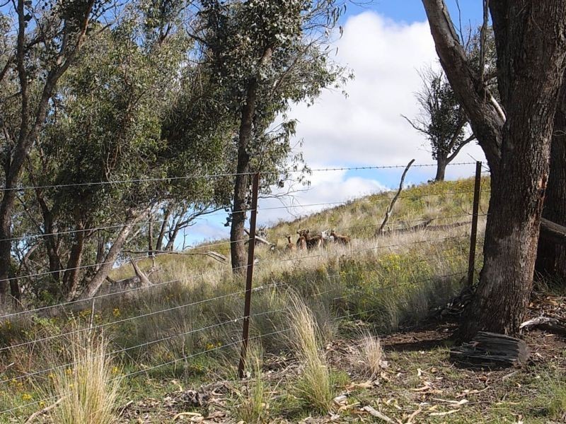 Wheelihans Creek, Timor Road, Timor NSW 2338